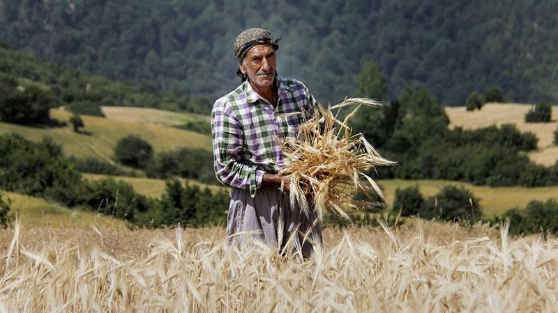 بیشاز ۴۷۰ هزار بهرهبردار در بخش کشاورزی فارس فعال هستند/ ضرورت بازآرایی ساختار نظام صنفی
