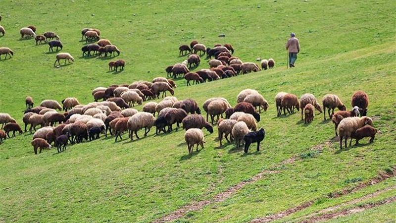 مراتع ایلام زیر فشار بهرهبرداری غیربومی است/نظام بهرهبرداری از مراتع باید بازنگری شود