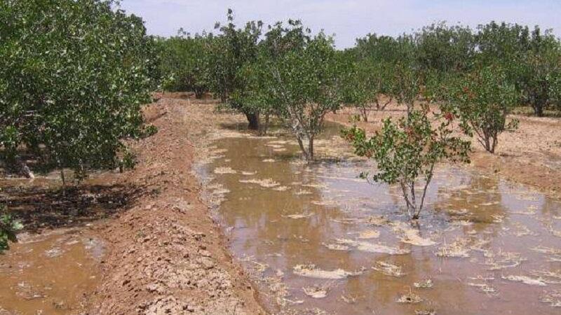 اصلاح روشهای سنتی کشاورزی در زنجان ضرورتی اجتنابناپذیر است