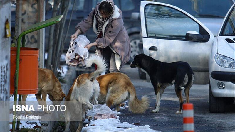 ساماندهی سگهای بلاصاحب در هامون نیازمند مشارکت اجتماعی است