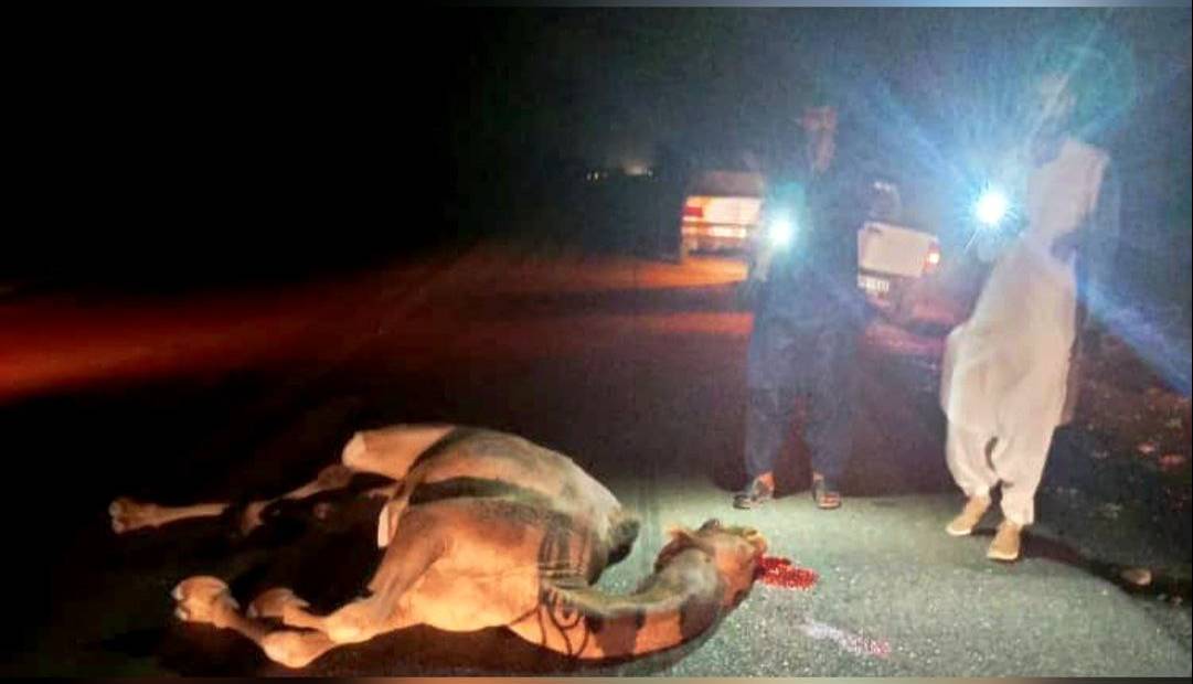 شدت گرفتن حادثه سازی شترها در جاسک