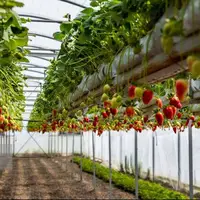 توسعه کشت گلخانه‌ای، راهکار افزایش بهره‌وری آب در آذربایجان‌غربی