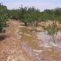 اصلاح روش‌های سنتی کشاورزی در زنجان ضرورتی اجتناب‌ناپذیر است