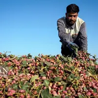 برداشت از باغ پسته واحد کشاورزی ایثار نیشابور