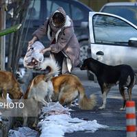 ساماندهی سگ‌های بلاصاحب در هامون نیازمند مشارکت اجتماعی است