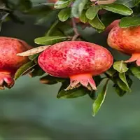 برداشت بیش از ۴ هزار تن انار از گیلان