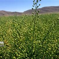 افزایش زیرکشت کاملینا؛ طلوع اقتصادی در قلب کشاورزی خراسان شمالی
