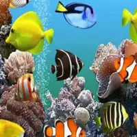 اصفهان رتبه اول کشور در پرورش ماهیان زینتی