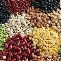 واردات حبوبات و گندم از اتحادیه اوراسیا با تعرفه صفر