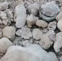 کشف و ضبط ۲۲ کیلوگرم مرجان از منزل یک متخلف در قشم