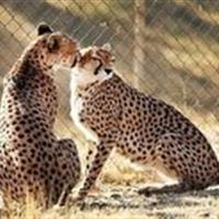 امید تازه برای حفاظت از یوزپلنگ آسیایی در خراسان جنوبی