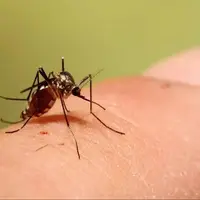 زنگ خطر احتمال ورود پشه آئدس به خوزستان