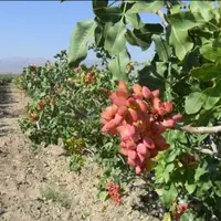 پیش‌بینی برداشت بیش از ۴۰ تن پسته در استان همدان