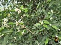 شکوفه درختان مرکبات در پاییزِ مازندران؛ عجیب اما واقعی!