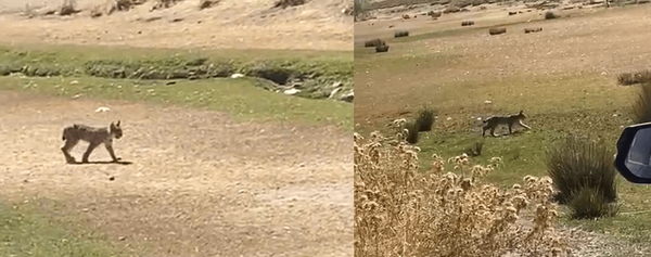 عکس/ مشاهده «سیاهگوش» در شهرستان فریدن