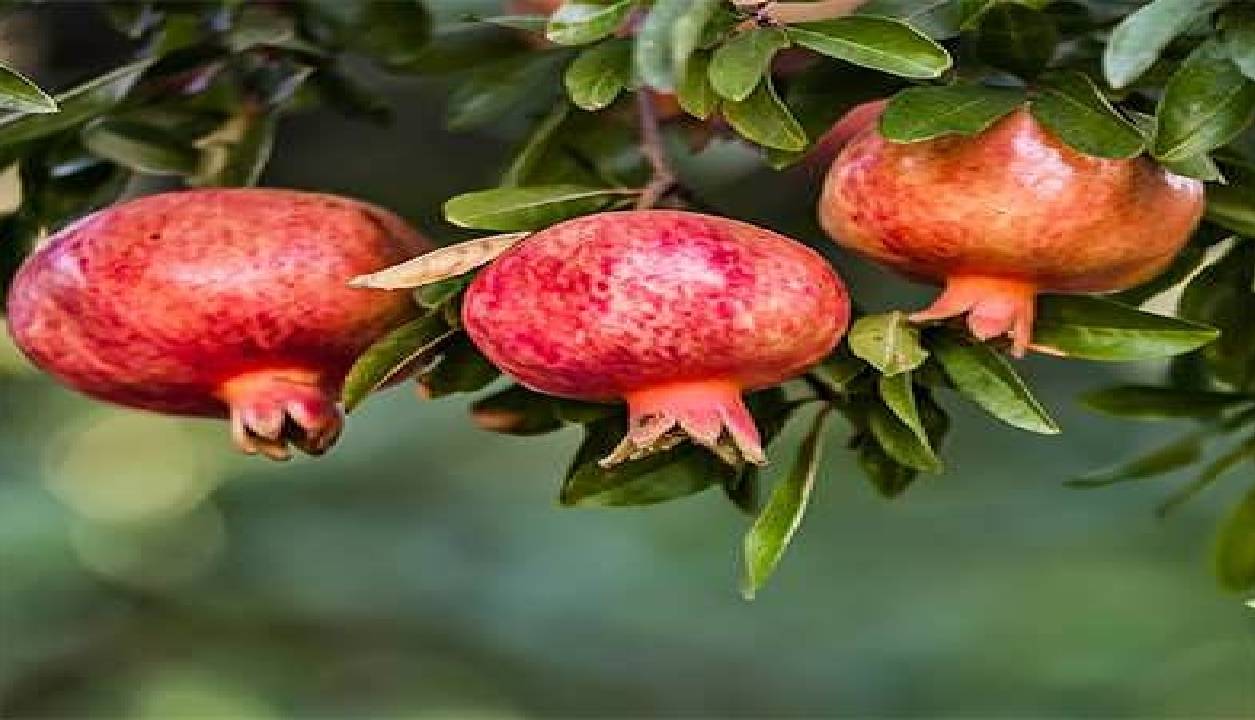 برداشت بیش از ۴ هزار تن انار از گیلان