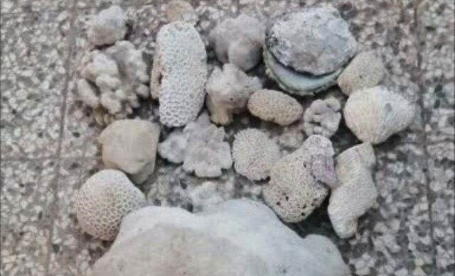 کشف و ضبط ۲۲ کیلوگرم مرجان از منزل یک متخلف در قشم