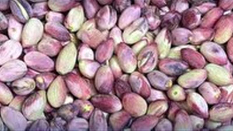 کشف ۸۱۰ کیلو پسته سرقتی در مهریز