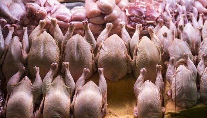مرغ برای مازندرانیها طلایی شد