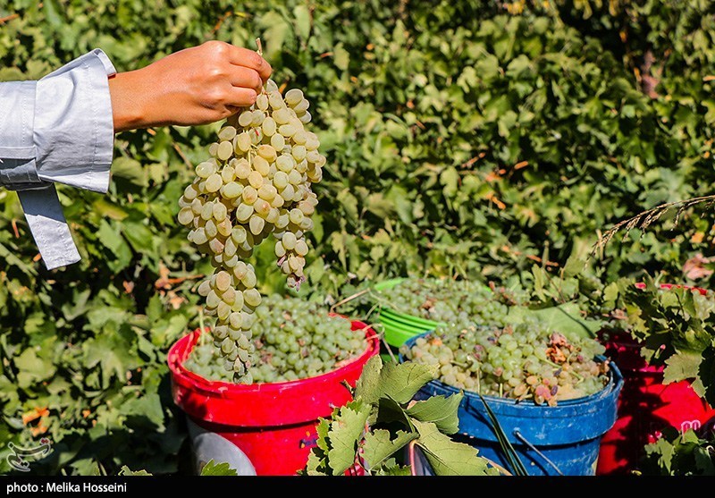 برداشت انگور در روستای هزاوه استان مرکزی
