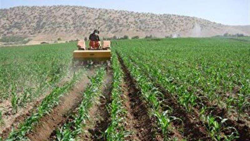 اجرای کشت قراردادی ذرت علوفه‌ای در ایلام