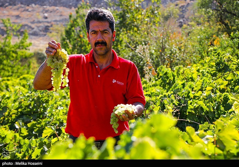 برداشت انگور در روستای هزاوه استان مرکزی
