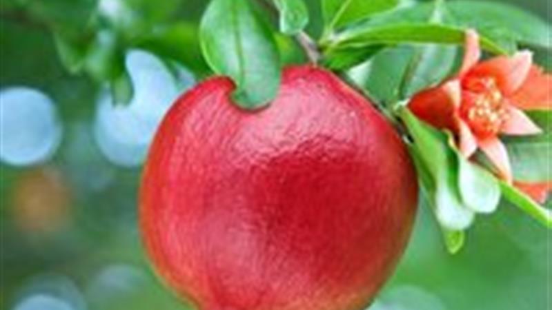 آغاز برداشت انار در شاهرود