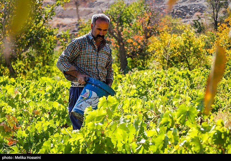 برداشت انگور در روستای هزاوه استان مرکزی