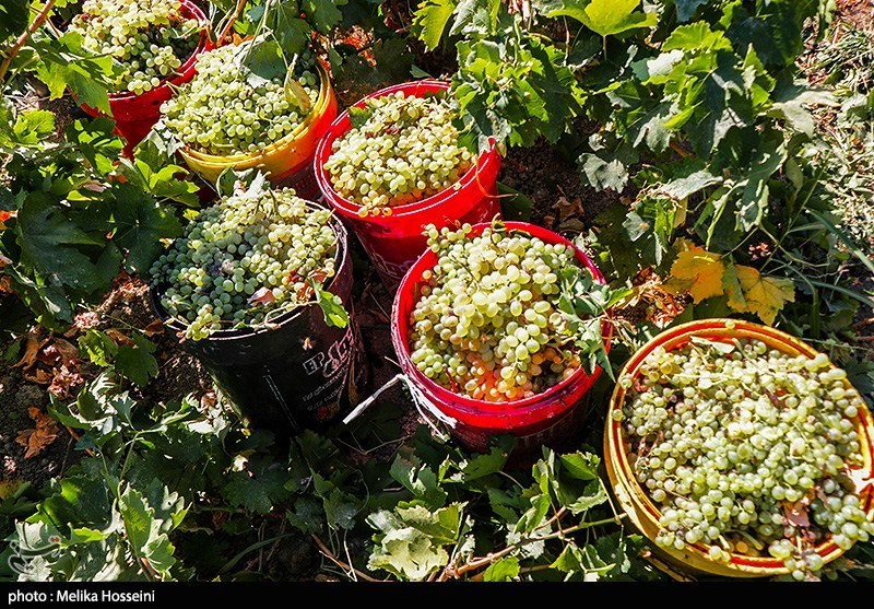 برداشت انگور در روستای هزاوه استان مرکزی
