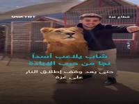 بازی با شیر نر نجات یافته از جنگ غزه