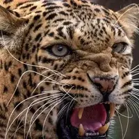 تصاویری تلخ از پلنگ به دنبال غذا در زباله‌دانی