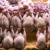 مرغ برای مازندرانی‌ها طلایی شد