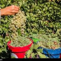 برداشت انگور در روستای هزاوه استان مرکزی