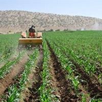 اجرای کشت قراردادی ذرت علوفه‌ای در ایلام