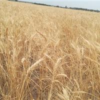 پرداخت زکات در کردستان ۴۰ درصد رشد یافت
