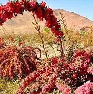 بزرگترین باغ زرشک جهان در ایران است!