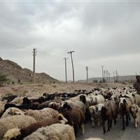 جاده کرج - چالوس امشب بسته می شود؛ تردد فقط دسترسی محلی