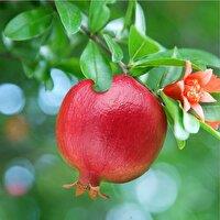 آغاز برداشت انار در شاهرود