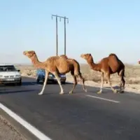مهلت دو ماهه برای پلاک‌گذاری شترهای سرگردان در بندرلنگه