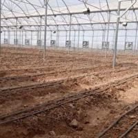 بهره‌برداری از گلخانه صنعتی صیفی‌جات در دشت‌عباس