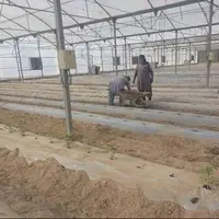کشت ارقام جدید خیار و گوجه در منطقه سیستان