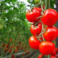 آغاز کشت ارقام جدید محصولات گلخانه‌ای مقاوم به شوری و گرما در منطقه سیستان