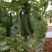برداشت خیار از گلخانه‌های شهرستان میناب آغاز شد