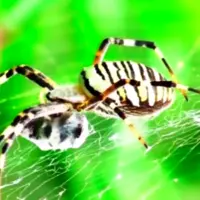 ارتش پنهان سیاره زمین