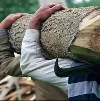 بازداشت ۲۱ قاچاقچی چوب در مازندران