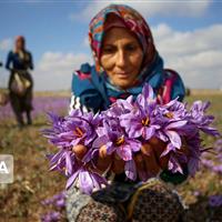 رستاخیز طلای سرخ در دشت‌های خراسان‌شمالی