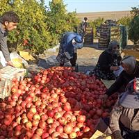 انار آبدار شهرستان گِرمی روانه بازار شد
