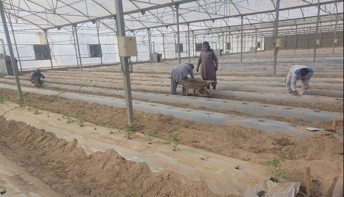 کشت ارقام جدید خیار و گوجه در منطقه سیستان