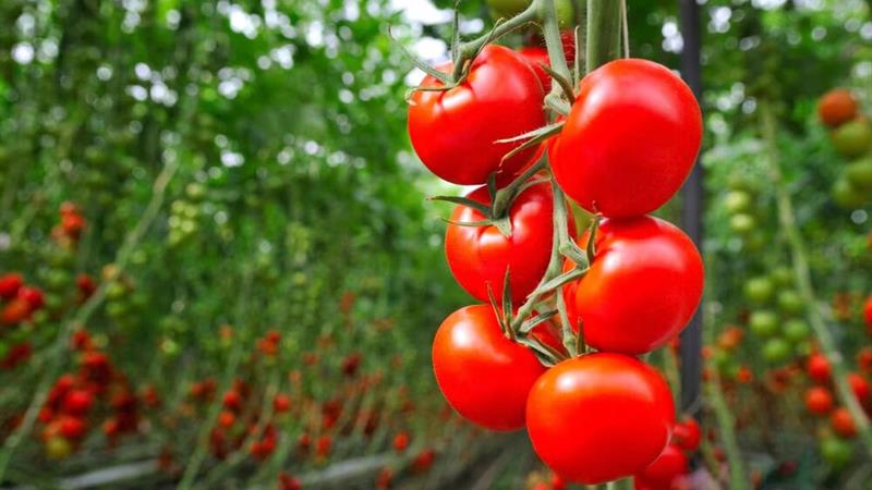 آغاز کشت ارقام جدید محصولات گلخانهای مقاوم به شوری و گرما در منطقه سیستان