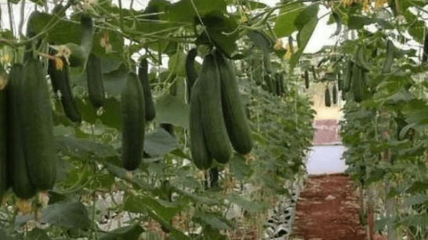 برداشت خیار از گلخانههای شهرستان میناب آغاز شد